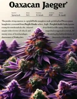 Oaxacan Jaeger Cannabis Seeds (space) Indica Dominant Strain by Massive Seeds