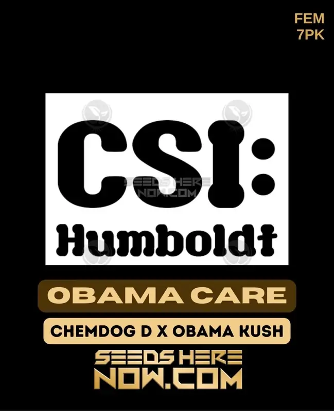 Obama Care feminized cannabis seeds by CSI Humboldt featuring Chem D and Obama Kush lineage