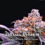 Obama Kush S1 (Feminized) - CSI Humboldt
