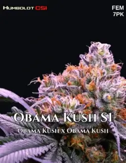 Obama Kush S1 Feminized Seeds (space) High THC Indica(space)Dominant Strain