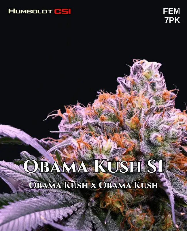 Obama Kush S1 Feminized Seeds - High THC Indica-Dominant Strain