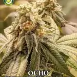 OCHO (Regular) - Seattle Chronic Seeds