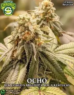 OCHO regular cannabis seeds by Seattle Chronic Seeds featuring BLK Congo and Kentucky Hemp lineage