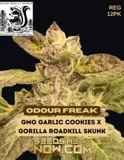 Odour Freak Cannabis Seeds by Skunk Really Works featuring GMO and Gorilla Roadkill Skunk genetics