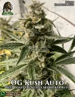OG Kush Auto cannabis seeds by Ganja Farmer, featuring earthy, pine, and citrus flavors
