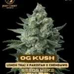 OG Kush (Regular) - Best Coast Genetics