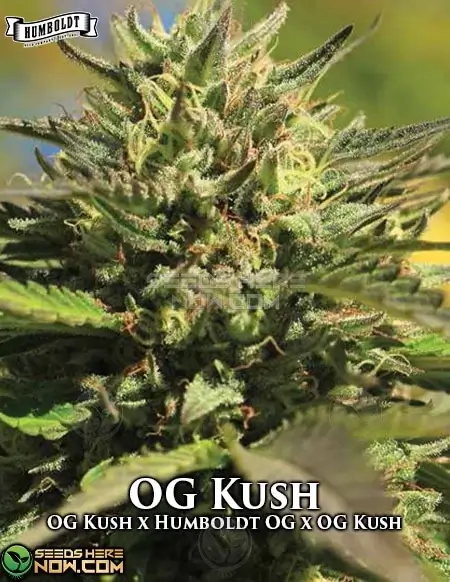 OG Kush Cannabis Seeds by Humboldt Seed Company