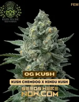 OG Kush S1 feminized seeds by Elite Clone Seed Company, showcasing dense buds with a potent THC level and a rich terpene profile