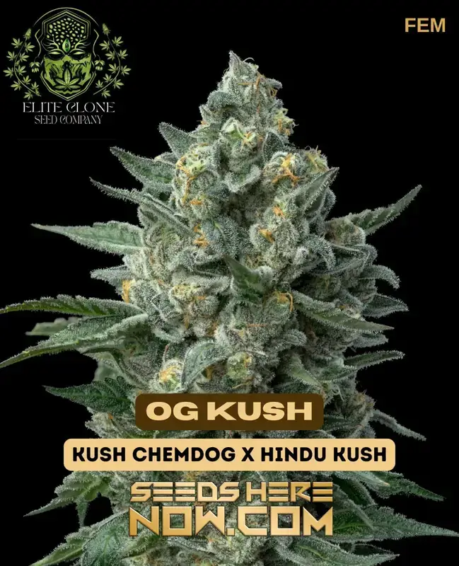 OG Kush S1 feminized seeds by Elite Clone Seed Company, showcasing dense buds with a potent THC level and a rich terpene profile