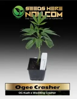 Ogee Crasher Cannabis Clone showing lush green leaves and robust growth