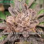 OGLA78 BX (Regular) - Green Bodhi Genetics