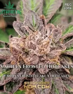 OGLA78 BX cannabis seeds by Green Bodhi Genetics, featuring pine and citrus flavors