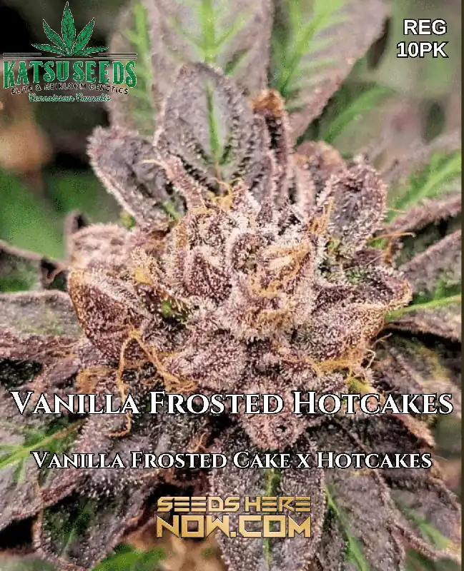 OGLA78 BX cannabis seeds by Green Bodhi Genetics, featuring pine and citrus flavors