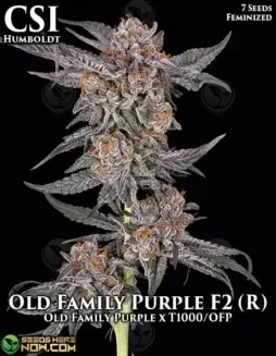 CSI Humboldt Old Family Purple F2 (R) Feminized Cannabis Seeds showcasing vibrant purple hues and dense buds