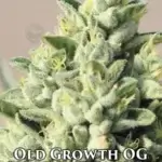 Old Growth OG (Regular) - Humboldt Seed Company