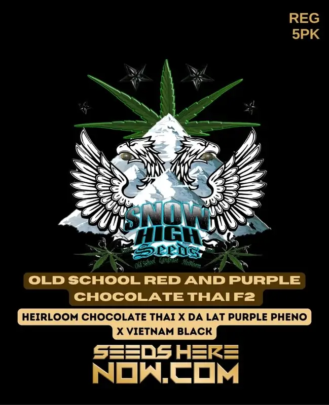 Pack of Old School Red and Purple Chocolate Thai F2 cannabis seeds by Snow High Seeds