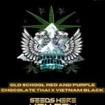 Old School Red and Purple Chocolate Thai x Vietnam Black (Regular) - Snow High Seeds