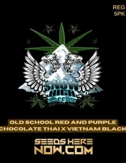 Old School Red and Purple Chocolate Thai crossed with Vietnam Black cannabis seeds by Snow High Seeds