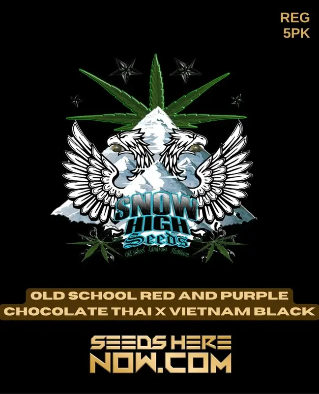 Old School Red and Purple Chocolate Thai crossed with Vietnam Black cannabis seeds by Snow High Seeds