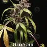 Old Soul (Regular) - Trichome Jungle