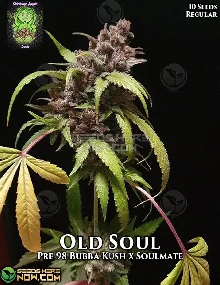 Old Soul regular cannabis seeds by Trichome Jungle, featuring Pre-98 Bubba Kush and Soulmate lineage