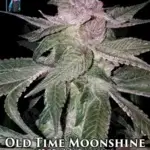 Old Time Moonshine (Regular) - DJ Short Seeds