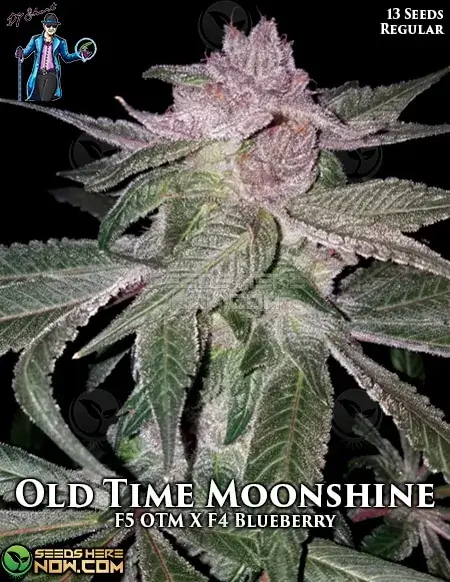 Old Time Moonshine (Regular) - DJ Short Seeds | Cannabis