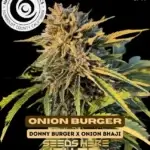 Onion Burger (Feminized) - Happy Dreams Genetics