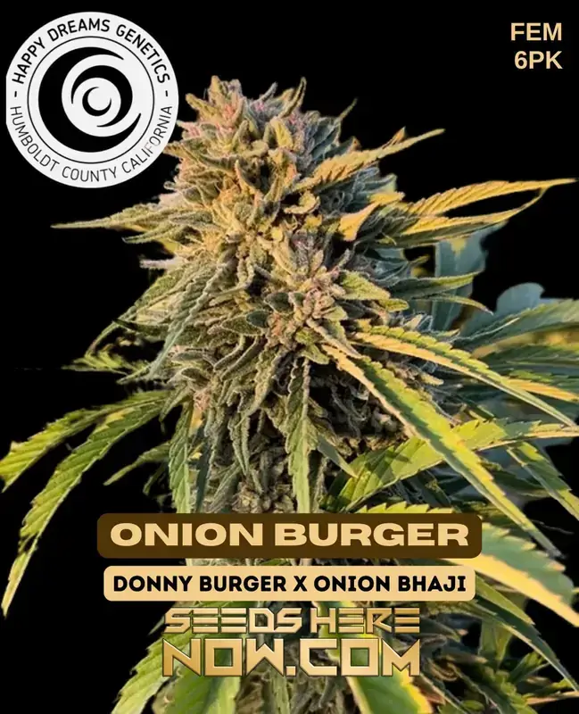 Onion Burger Feminized Seeds by Happy Dreams Genetics featuring savory onion, garlic, and cheesy aromas