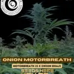 Onion Motorbreath (Feminized) - Happy Dreams Genetics