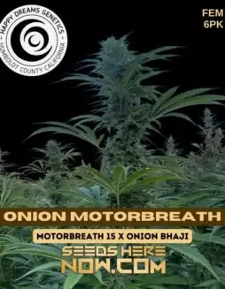 Onion Motorbreath Cannabis Seeds by Happy Dreams Genetics featuring 25(space)30% THC and diesel, garlic, onion aromas