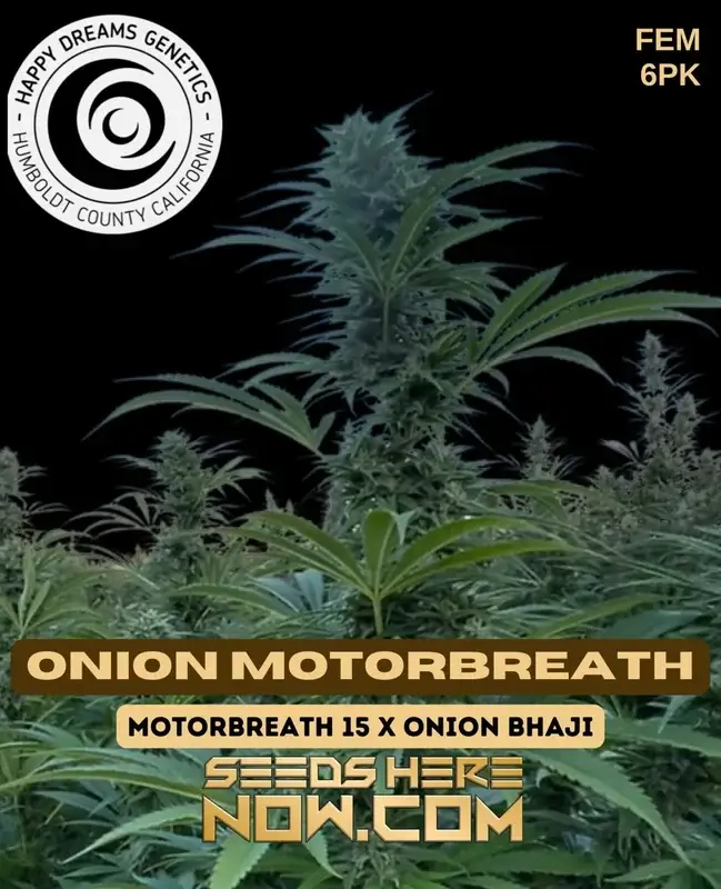 Onion Motorbreath Cannabis Seeds by Happy Dreams Genetics featuring 25-30% THC and diesel, garlic, onion aromas