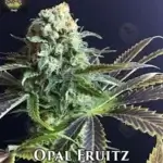 Opal Fruitz (Regular) - Trichome Jungle