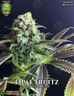 Opal Fruitz regular cannabis seeds by Trichome Jungle, featuring Zkittlez and Lillt lineage with tropical and citrus flavors