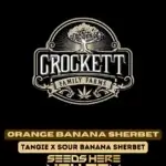 Orange Banana Sherbet (Feminized) - Crockett Family Farms