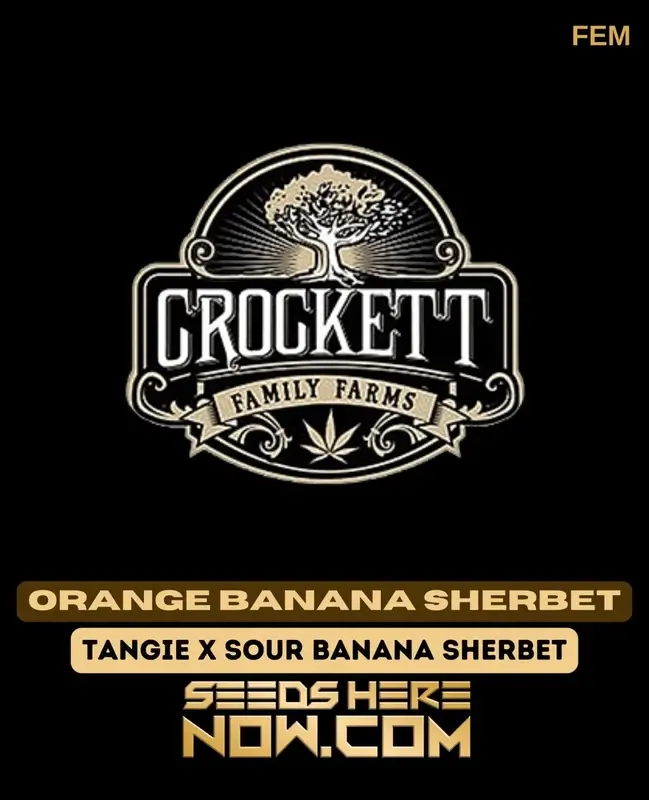 Orange Banana Sherbet Feminized Seeds - Tangie x Sour Banana Sherbet