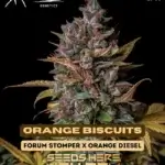 Orange Biscuits (Autoflower) - Mephisto Genetics