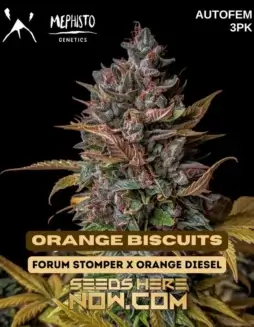 Orange Biscuits Cannabis Seeds (space) Autoflowering Hybrid by Mephisto Genetics