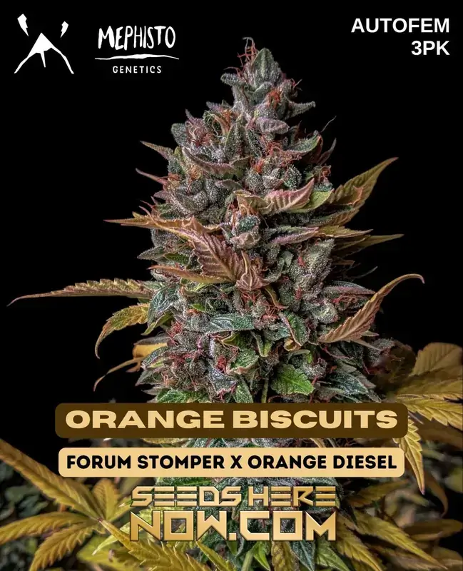 Orange Biscuits Cannabis Seeds - Autoflowering Hybrid by Mephisto Genetics