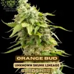Orange Bud S1 (Feminized) - Elite Clone Seed Company