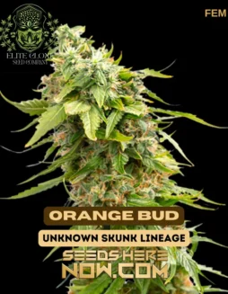Bright orange pistils on lime(space)green calyxes of Orange Bud S1 cannabis strain