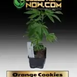 Orange Cookies Clones - ACC