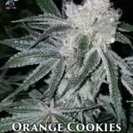 Orange Cookies S1 (Feminized) - Dr. Blaze