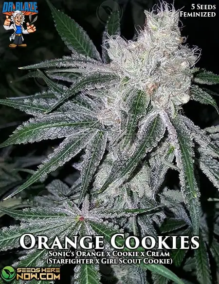 Orange Cookies S1 Feminized Seeds - Hybrid Strain by Dr. Blaze