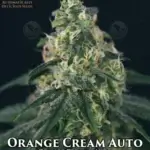 Orange Cream (Autoflower) - Automatically Delicious