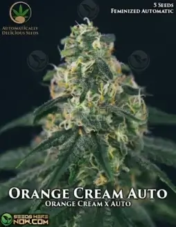 Close(space)up of Orange Cream Auto cannabis seeds with visible trichomes and vibrant lime(space)green color