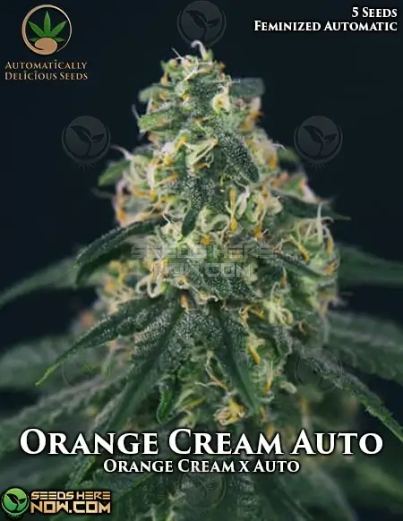 Close-up of Orange Cream Auto cannabis seeds with visible trichomes and vibrant lime-green color