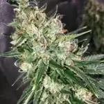 Orange Fruit Bound (Regular) - Green Team Genetics