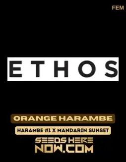 Vibrant Orange Harambe cannabis seeds by Ethos Genetics, feminized for optimal growth