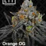 Orange OG (Feminized) - LIT Farms